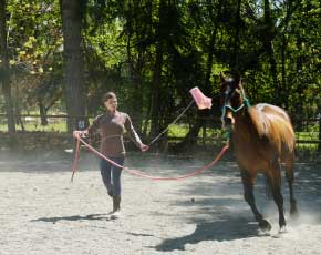 Crazy Horse Natural Horsemanship - Liberty Horse Training Services in Sammamish WA.