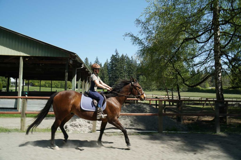 Crazy Horse Natural Horsemanship - Horse Riding Training Services in Sammamish WA.