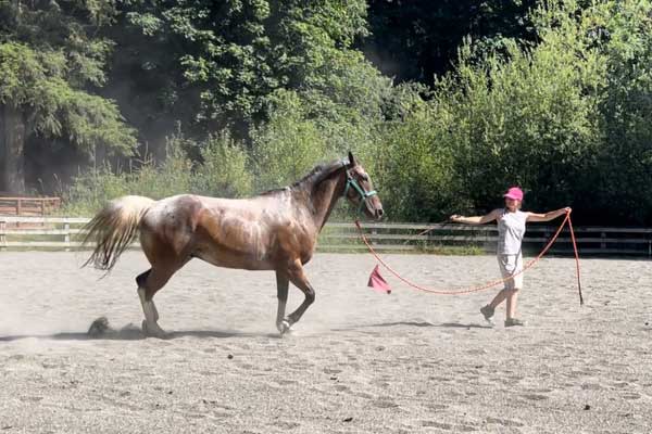 Crazy Horse Natural Horsemanship Horse Training Clinics