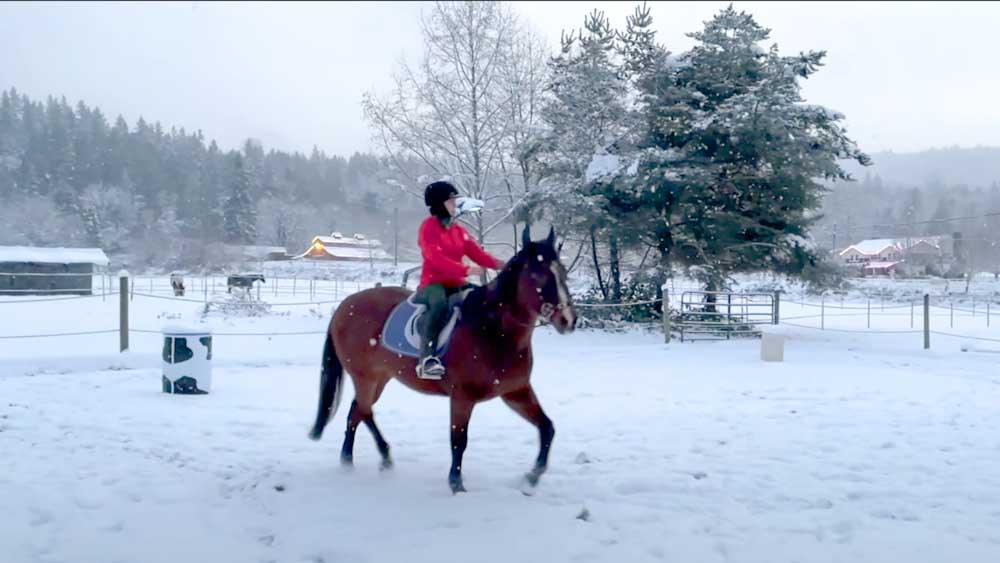 Crazy Horse Natural Horsemanship - Compassionate Horse Training Services in Sammamish WA.