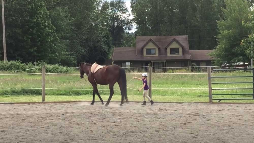 Crazy Horse Natural Horsemanship - Compassionate Horse Training Services in Sammamish WA.