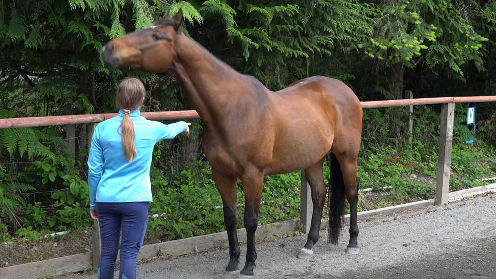 Crazy Horse Natural Horsemanship - Compassionate Horse Training Services in Sammamish WA.