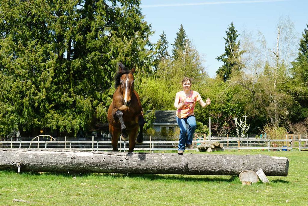 Crazy Horse Natural Horsemanship - Liberty Horse Training Services in Sammamish WA.