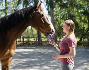 Crazy Horse Natural Horsemanship - Liberty Horse Training Services in Sammamish WA.